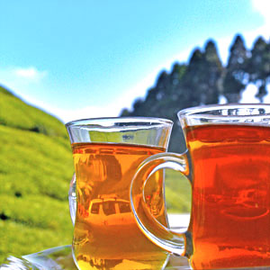 DARJEELING TEA